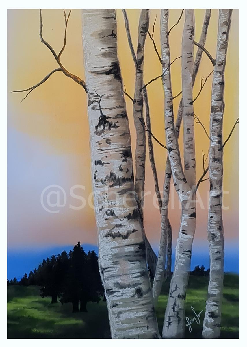 "Birch Tree Sunset"